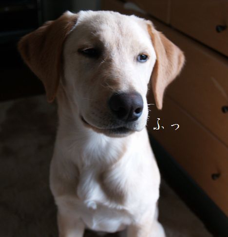 肉球お披露目