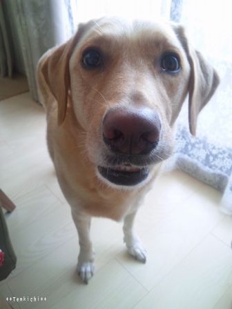 井上かなえオフィシャルブログ　「母ちゃんちの晩御飯とどたばた日記」Powered by Ameba