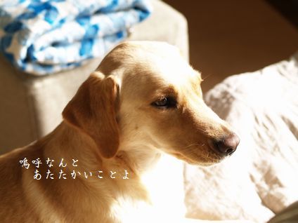 母ちゃんちの晩御飯とどたばた日記