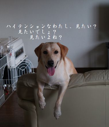 母ちゃんちの晩御飯とどたばた日記-P8235768