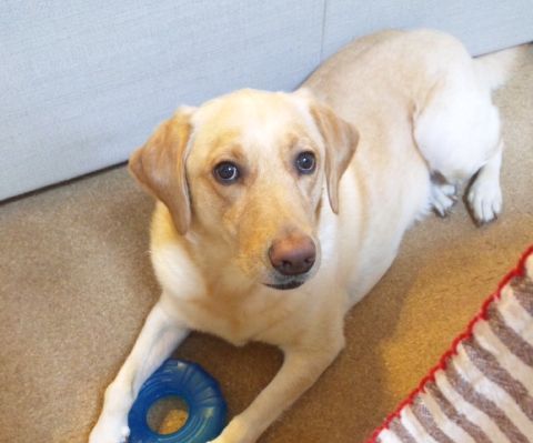 井上かなえオフィシャルブログ　「母ちゃんちの晩御飯とどたばた日記」Powered by Ameba