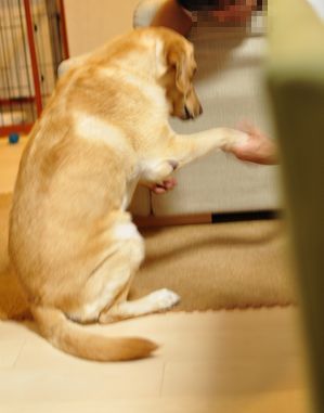 井上かなえオフィシャルブログ　「母ちゃんちの晩御飯とどたばた日記」Powered by Ameba