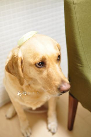 井上かなえオフィシャルブログ　「母ちゃんちの晩御飯とどたばた日記」Powered by Ameba