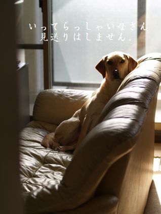 母ちゃんちの晩御飯とどたばた日記