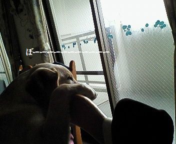 膝の上です