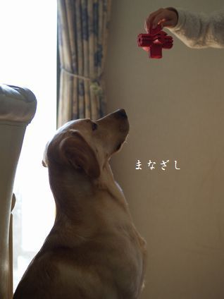 母ちゃんちの晩御飯とどたばた日記