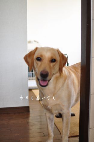 母ちゃんちの晩御飯とどたばた日記