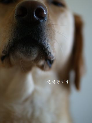 母ちゃんちの晩御飯とどたばた日記