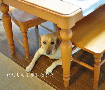 母ちゃんちの晩御飯とどたばた日記