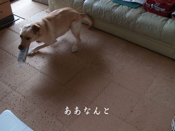 母ちゃんちの晩御飯とどたばた日記