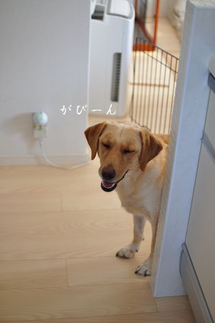 井上かなえオフィシャルブログ　「母ちゃんちの晩御飯とどたばた日記」Powered by Ameba