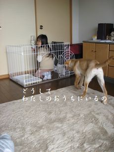 ゲージの中