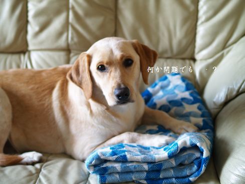 寝るメイ