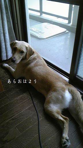 母ちゃんちの晩御飯とどたばた日記