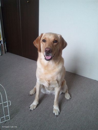 母ちゃんちの晩御飯とどたばた日記