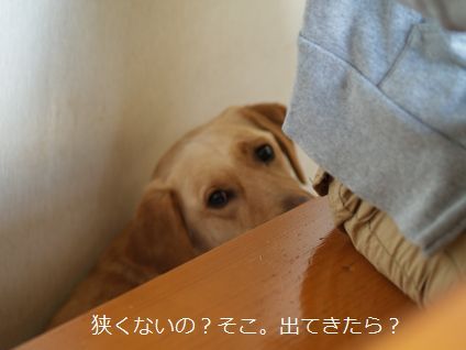 母ちゃんちの晩御飯とどたばた日記