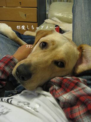兄さんとメイ