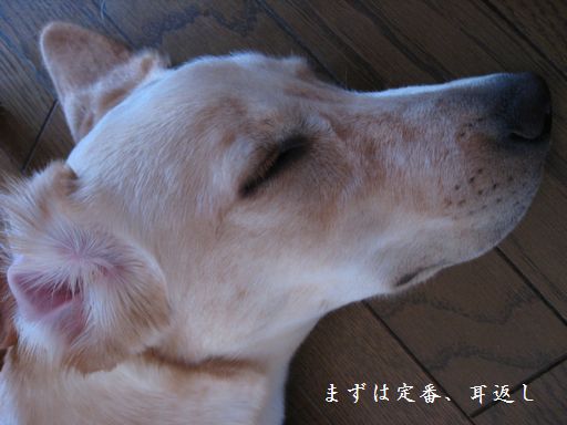 耳