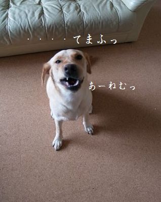 母ちゃんちの晩御飯とどたばた日記