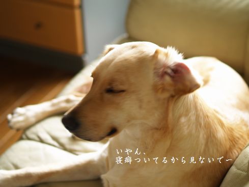 寝癖