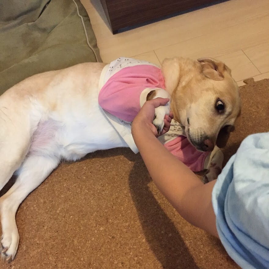 寒い日に嬉しい素朴系スープ 大根とたらこのとろんとろんのミルクスープ と昨日の晩ごはん 井上かなえオフィシャルブログ 母ちゃんちの晩御飯とどたばた日記 Powered By ライブドアブログ