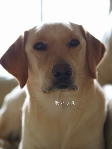 母ちゃんちの晩御飯とどたばた日記