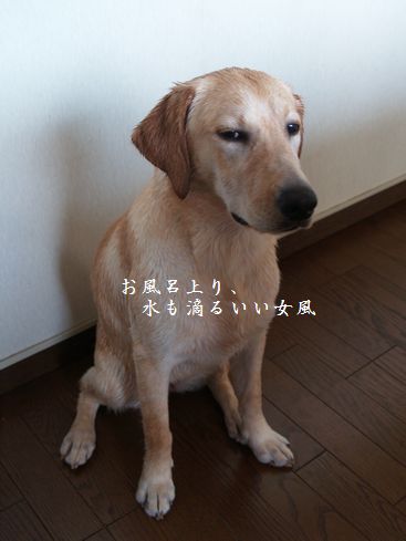 お風呂上がりです