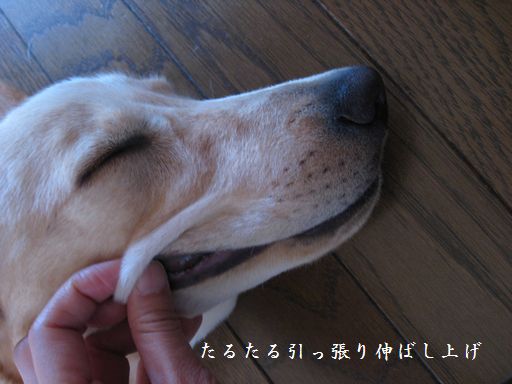 たるたる