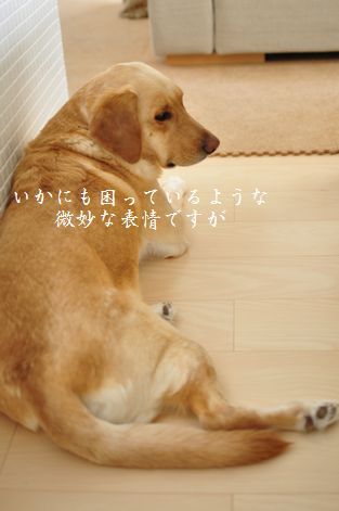 井上かなえオフィシャルブログ 「母ちゃんちの晩御飯とどたばた日記」Powered by Ameba
