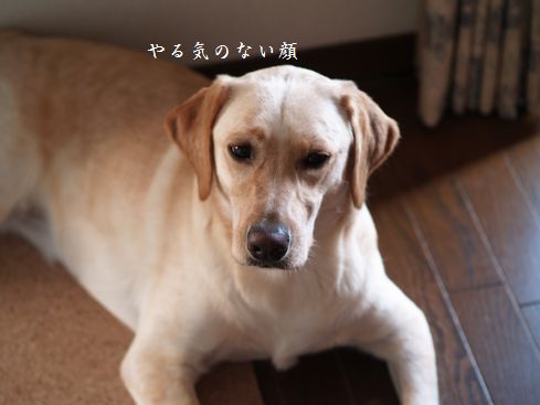 母ちゃんちの晩御飯とどたばた日記-ぼーーー