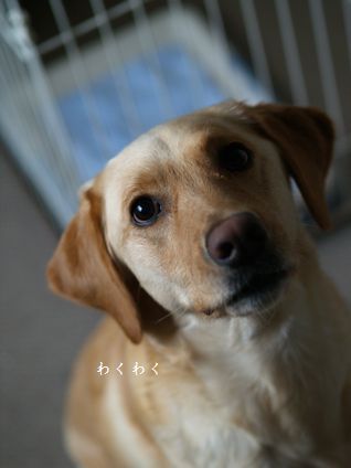 母ちゃんちの晩御飯とどたばた日記