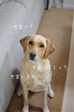 井上かなえオフィシャルブログ 「母ちゃんちの晩御飯とどたばた日記」Powered by Ameba