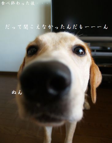 母ちゃんちの晩御飯とどたばた日記-P7174605