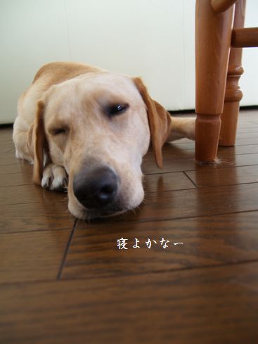 母ちゃんちの晩御飯とどたばた日記-P7254808