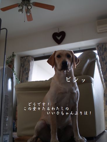 tenkichiのブログ-PC178593
