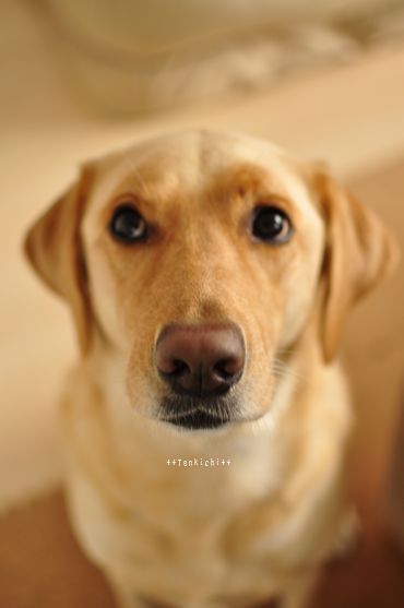 井上かなえオフィシャルブログ　「母ちゃんちの晩御飯とどたばた日記」Powered by Ameba