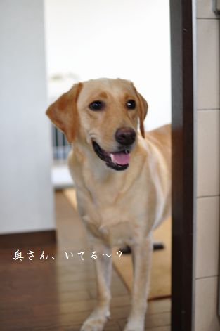 母ちゃんちの晩御飯とどたばた日記