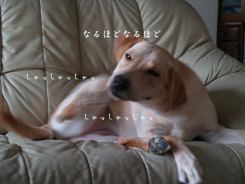 母ちゃんちの晩御飯とどたばた日記-P9256474