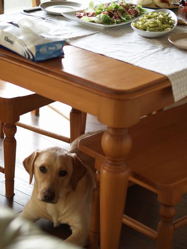 母ちゃんちの晩御飯とどたばた日記-番犬