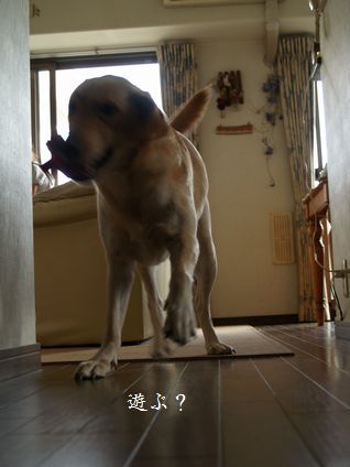 母ちゃんちの晩御飯とどたばた日記