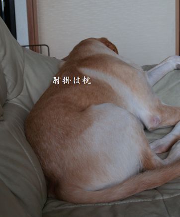 tenkichiのブログ-P9256482