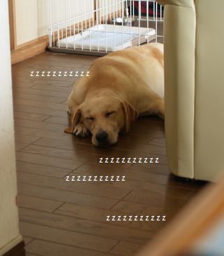 母ちゃんちの晩御飯とどたばた日記-P7274972