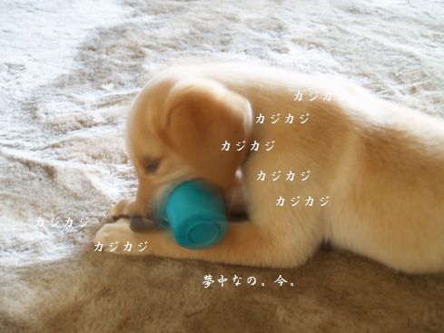 メイです