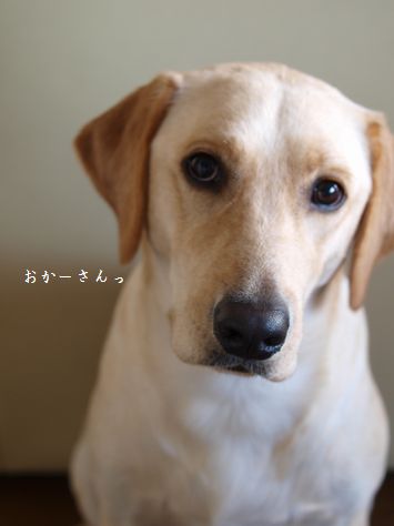 tenkichiのブログ-PC031396