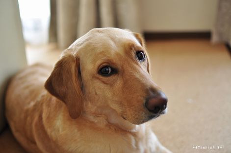 母ちゃんちの晩御飯とどたばた日記