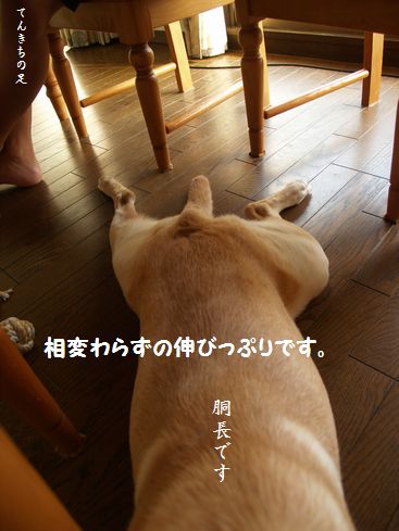 母ちゃんちの晩御飯とどたばた日記-P7295079