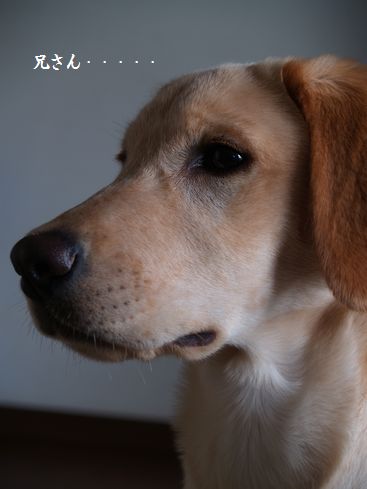 兄さんへメッセージ