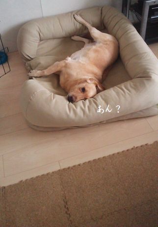 井上かなえオフィシャルブログ　「母ちゃんちの晩御飯とどたばた日記」Powered by Ameba