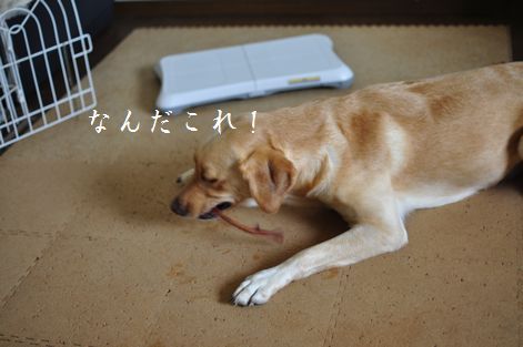 母ちゃんちの晩御飯とどたばた日記