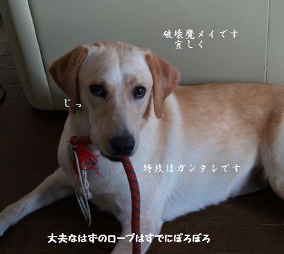 母ちゃんちの晩御飯とどたばた日記-P8315918
